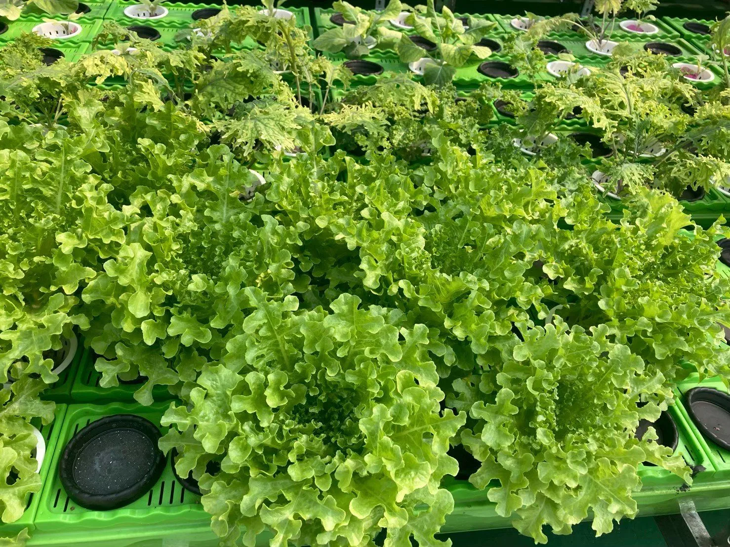 魚菜共生系統裡的生菜