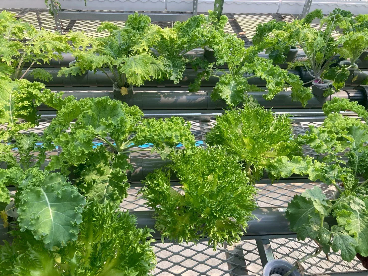 魚菜共生系統裡的羽衣甘藍與生菜