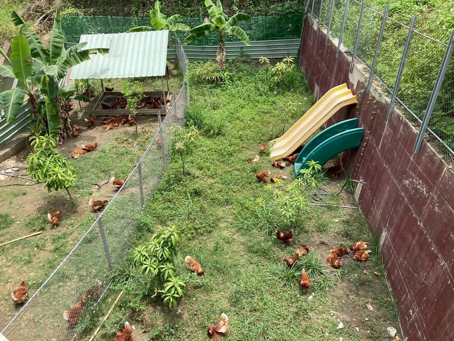 新雨農場在霧峰山區的放牧區，母雞在草地上活動