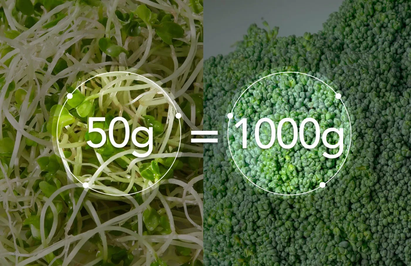 50 克三日苗的蘿蔔硫素等於 1000 克青花椰菜