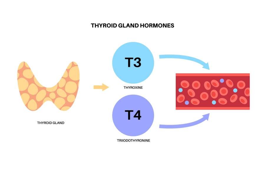 Thyroid,Gland,Functions,Diagram.,T3,,T4,Hormones,And,Calcitonin,Production.