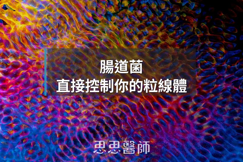 腸道菌，直接控制你的粒線體
