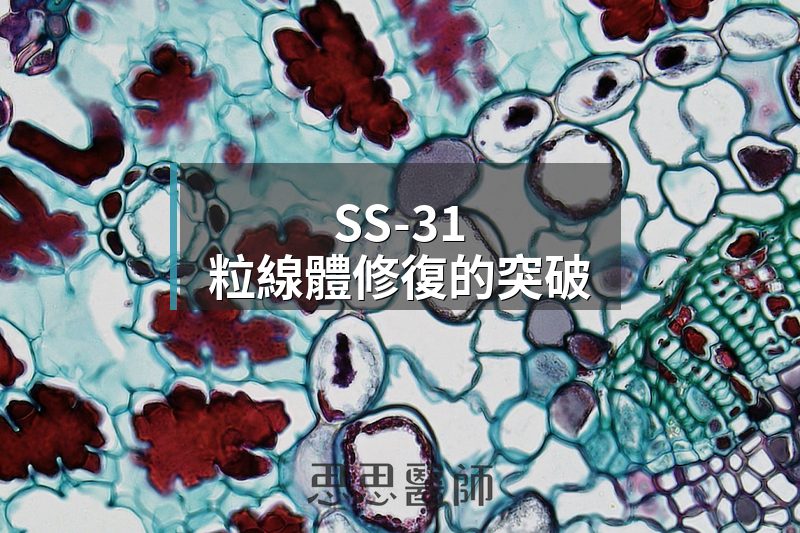 SS-31,粒線體修復的突破