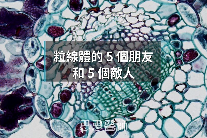 粒線體的 5 個朋友，和 5 個敵人