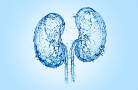 kidney with water splash. Kidney with water 3D illustration, 3D water, water splash, Kidney concept art.