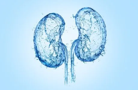 kidney with water splash. Kidney with water 3D illustration, 3D water, water splash, Kidney concept art.